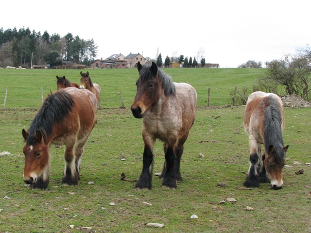 randonnée sportive avec joëlettes, Bure, 2012